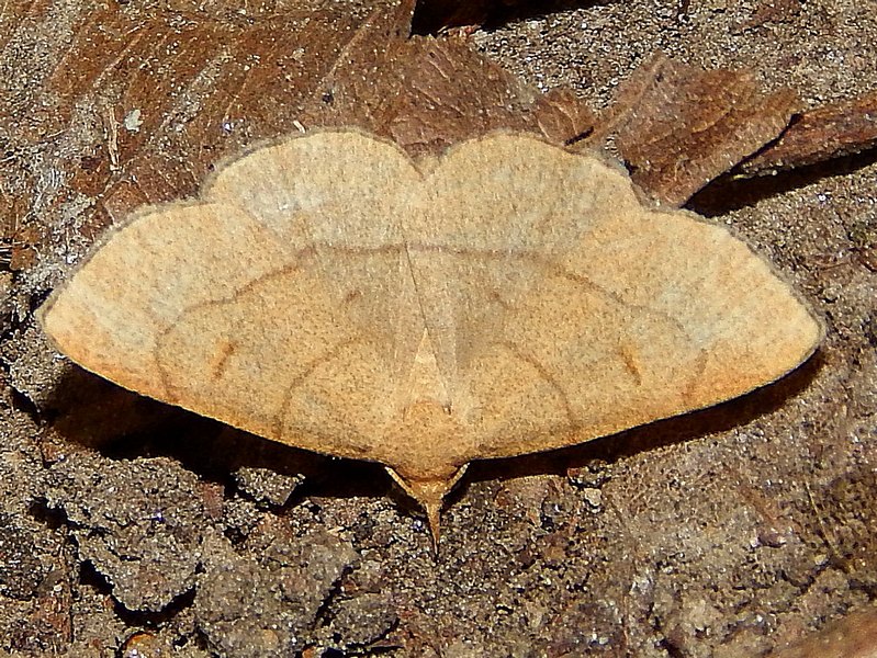 Geometridae da confermare e ID